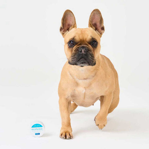 Small dog standing on a white background with nose and paw butter in the foreground