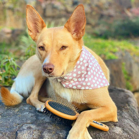 Natural Bamboo Two-Sided Brush for Cats & Dogs