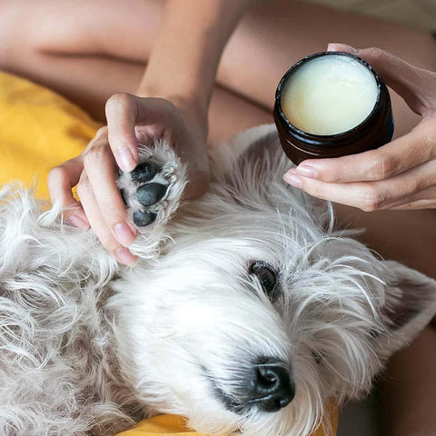 Natural Nose & Paw Balm for Dogs