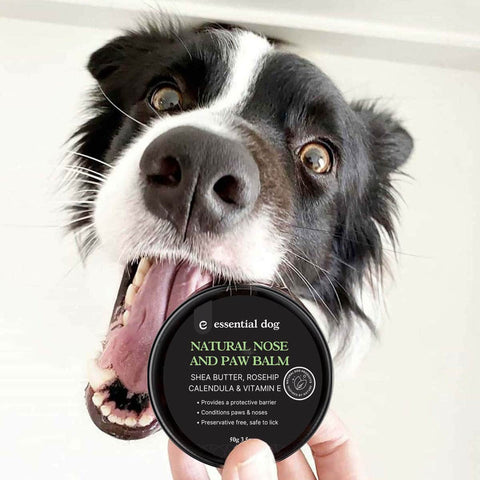 Dog holding a container of 'essential dog' natural nose and paw balm.
