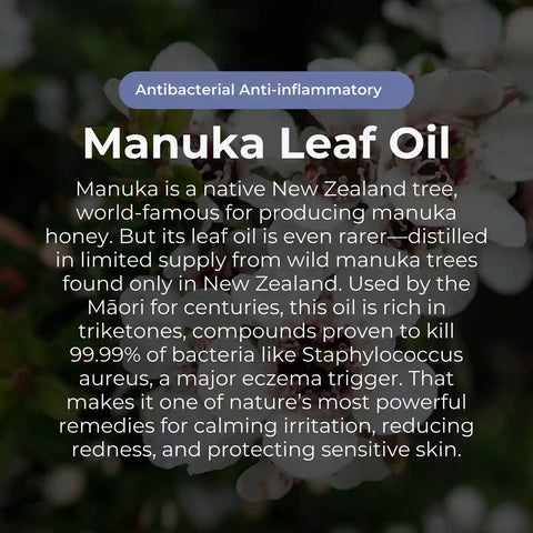 Manuka leaf oil text overlay with manuka flowers in the background